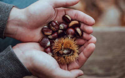 Delicacy: chestnuts