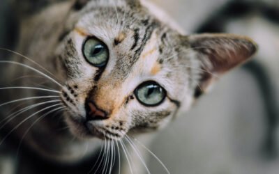 Catty?
